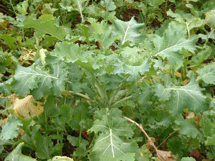 the green leaves of an unusual plant are spiky and clumped