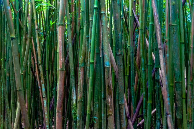 a group of tall green trees sitting next to each other