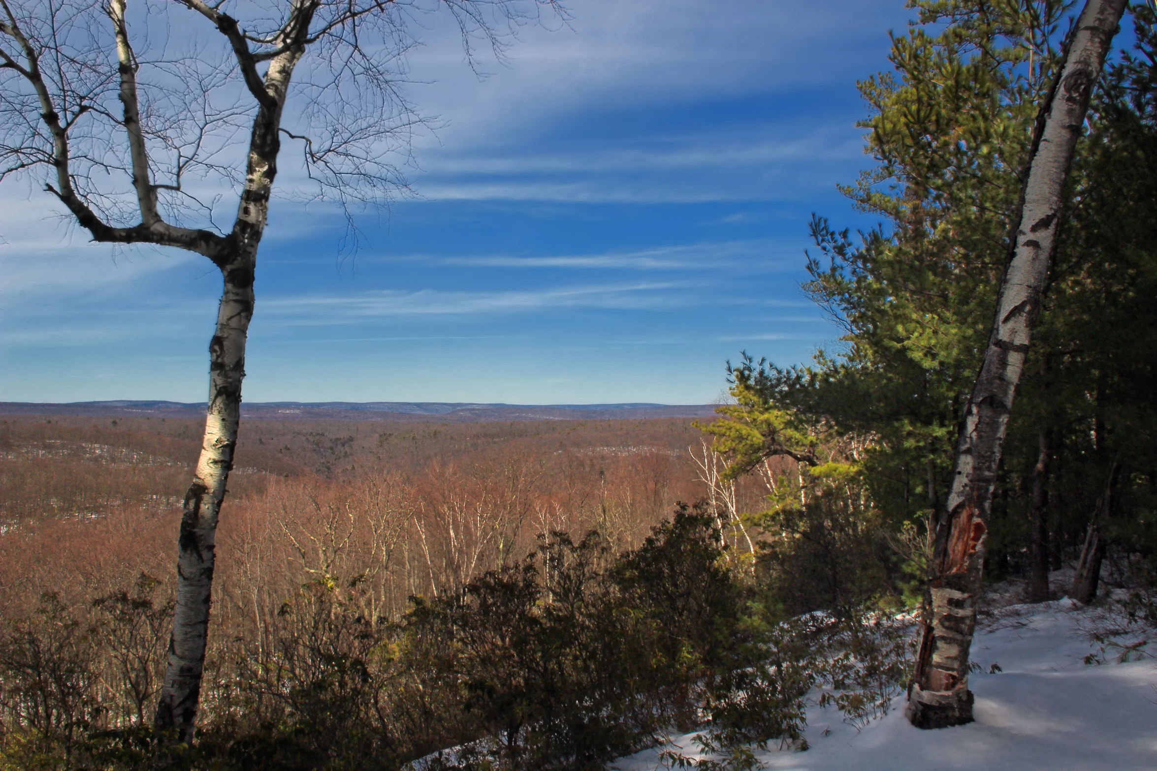 a snowy hillside and tree line in the foreground