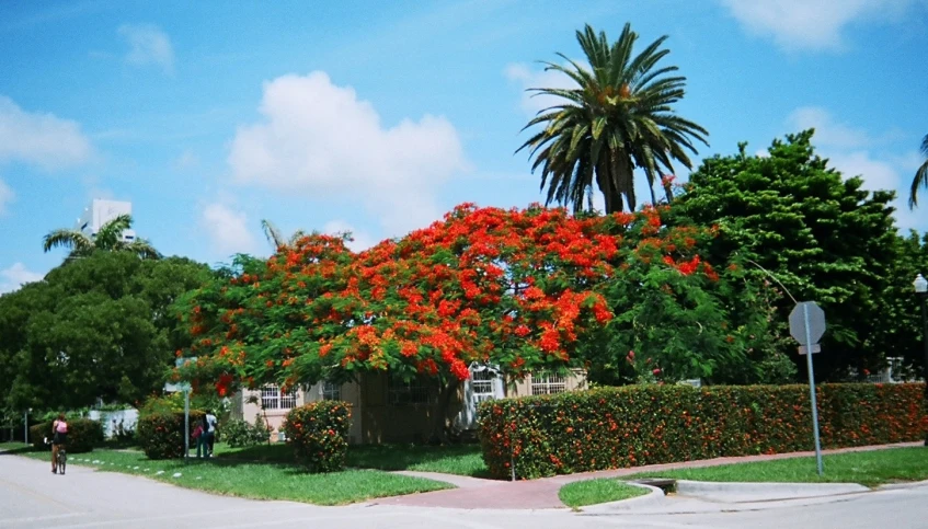 a red flowering tree in front of a house