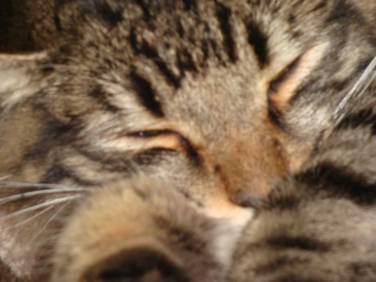 a close up image of a cat sleeping