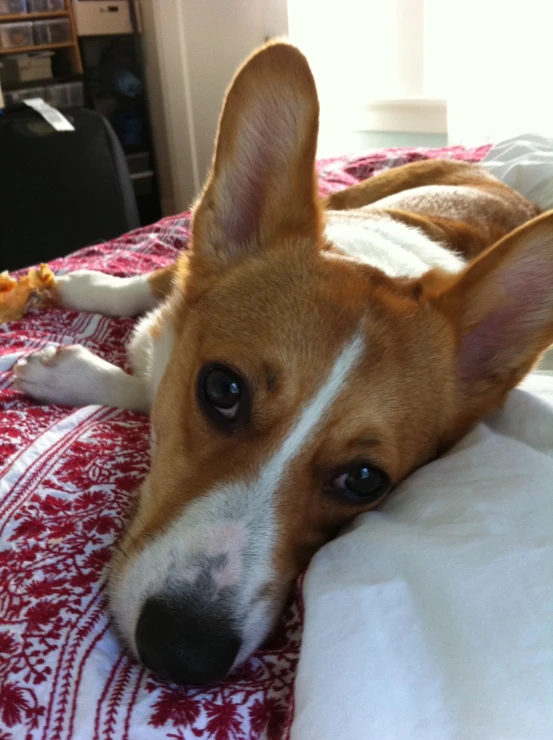 a dog laying on a red bedspread looking intently at the camera