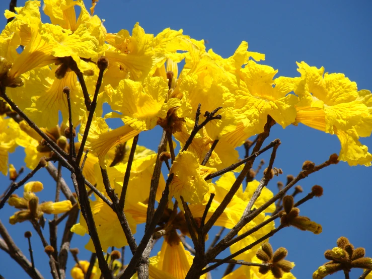 bright yellow flowers on the tree with the blue sky