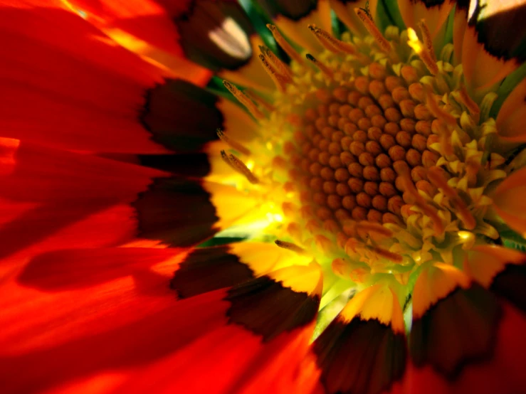 a close up image of a sunflower flower