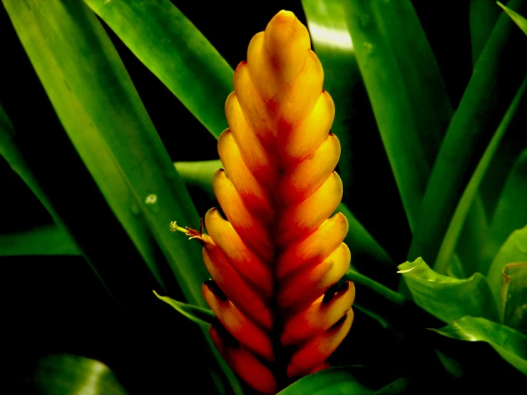 a red and yellow flower sits between green leaves