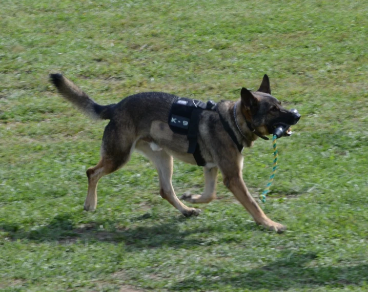 a german shepherd dog is running through a field with its head turned towards the camera