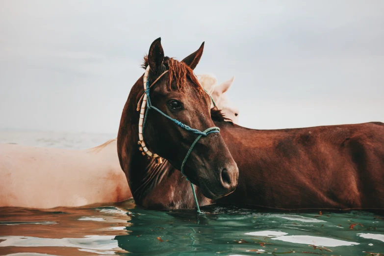 two horses in the water with a man standing beside them