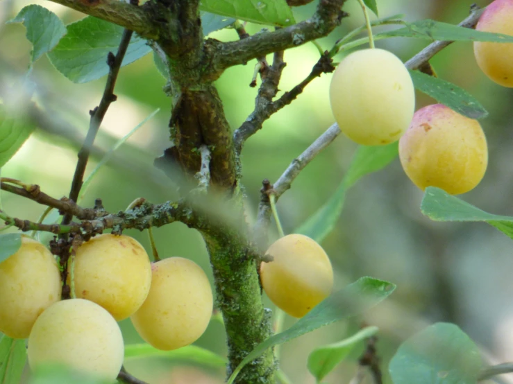 an apple tree has fruits growing on the nches