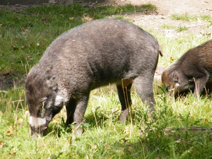 two wild boars grazing on green grass in the sun