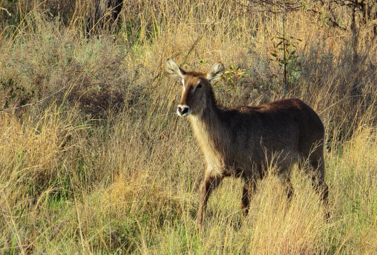 a single deer standing in the tall grass