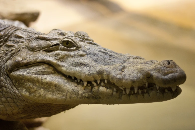 a close up picture of a crocodile's face