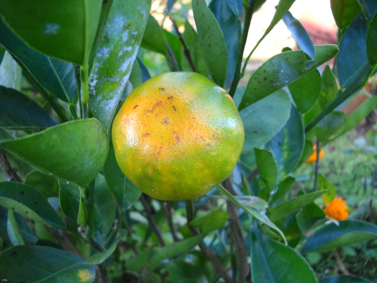 a mango tree is filled with ripe fruit