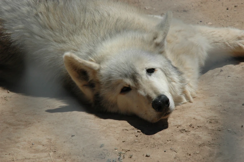 a polar bear is resting in the sun