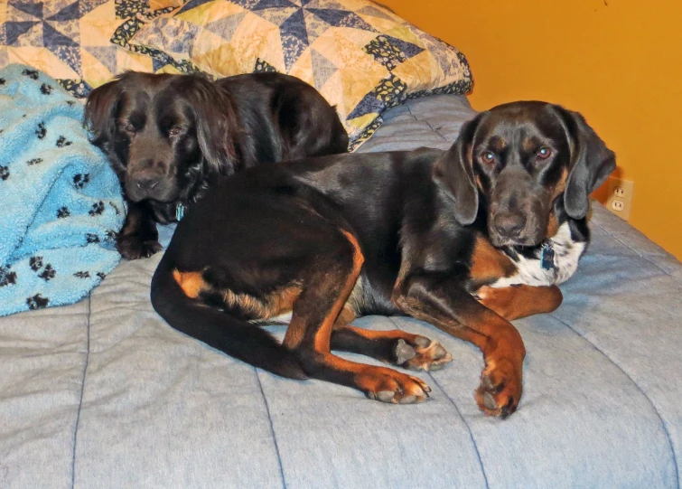 two large dogs lying on a bed next to each other