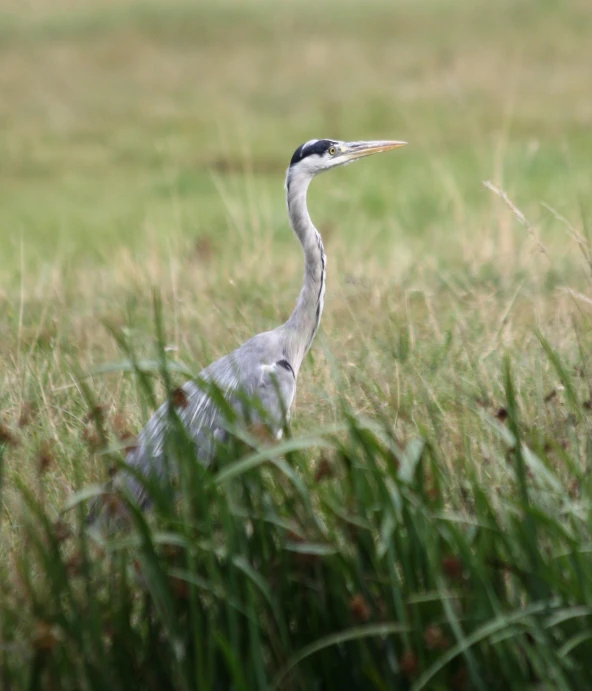 this is an image of a tall bird in the grass