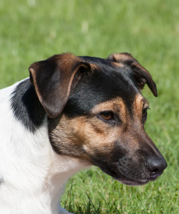 a dog with black and brown ears sitting in the grass