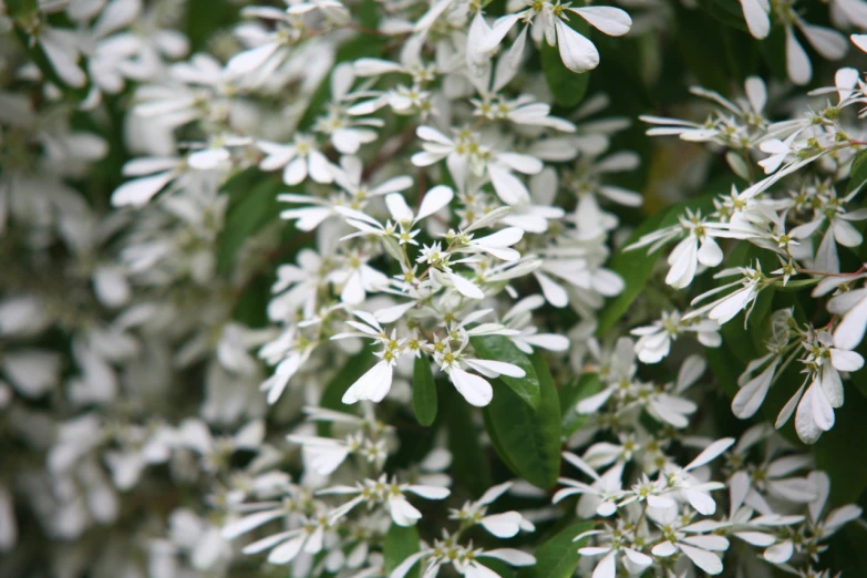 a bunch of white flowers that are growing