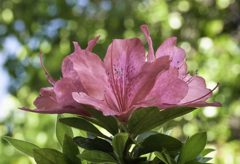 a pink flower with a lot of green leaves