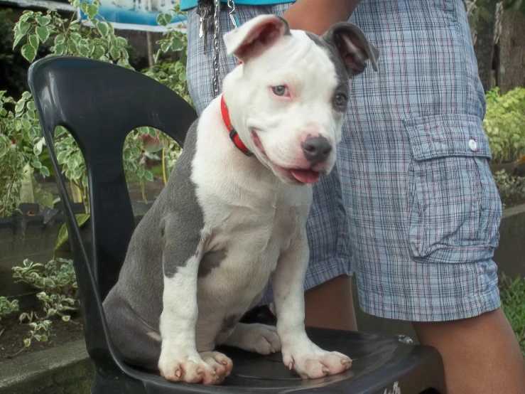 a white and grey puppy is on a black chair