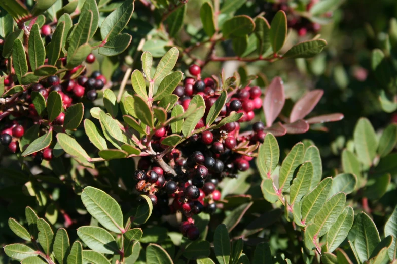 a bush with black berry and green leaves