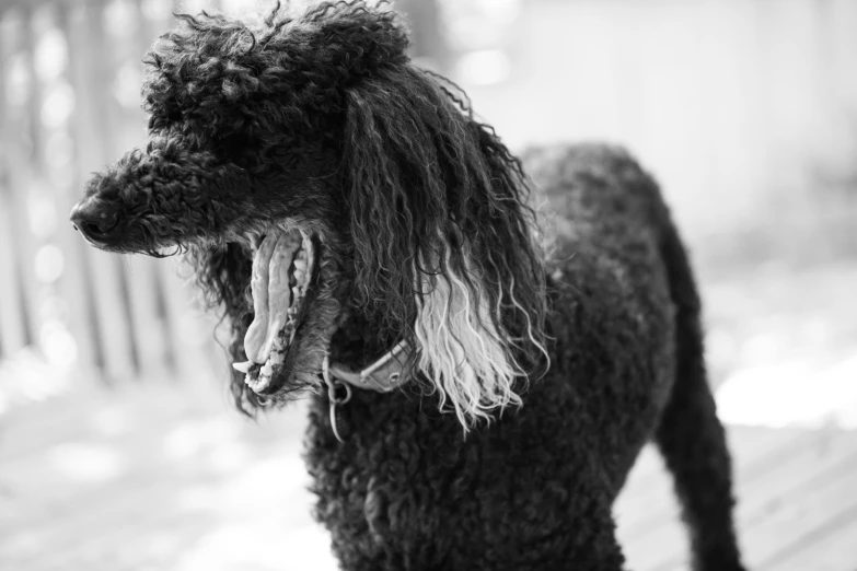 a black poodle standing on top of a wooden deck