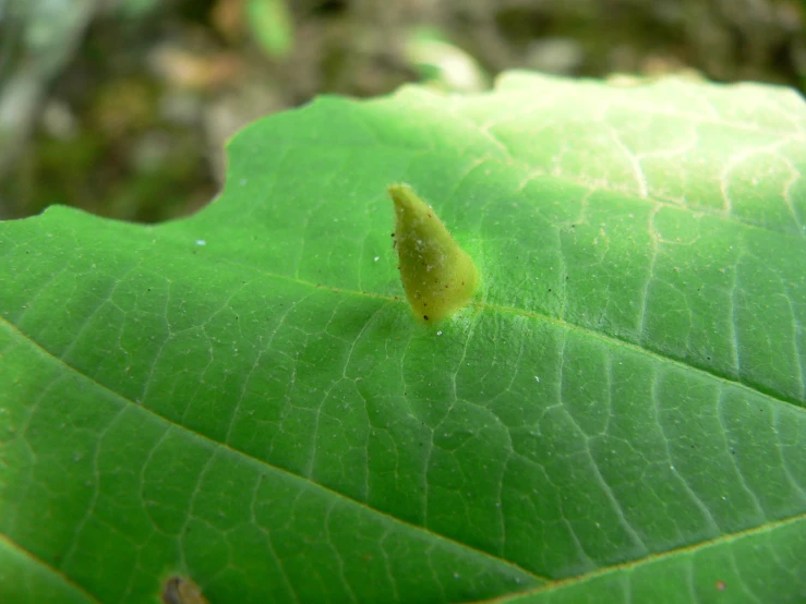 a green leaf with a bug crawling on it