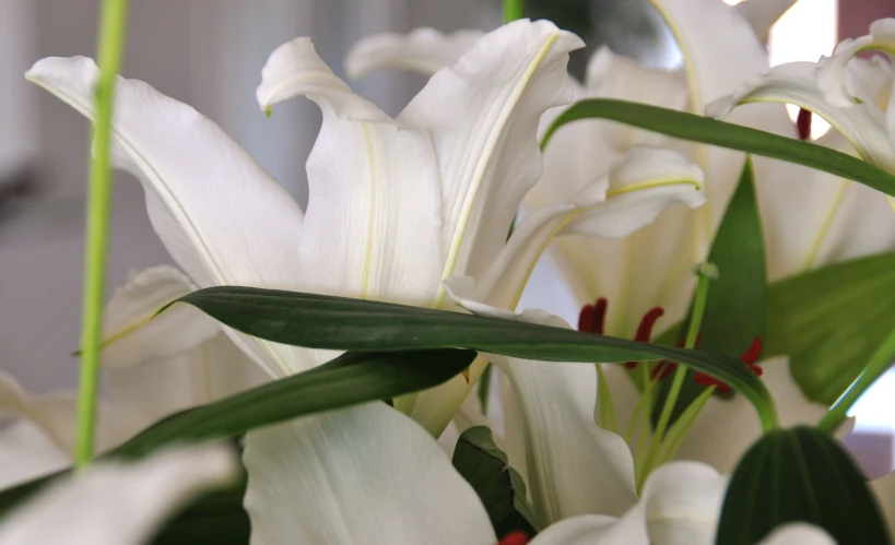 a bunch of white lilies with green leaves