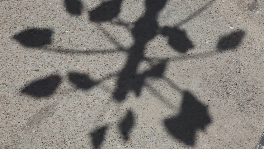 a shadow of a plant on cement next to a shoe