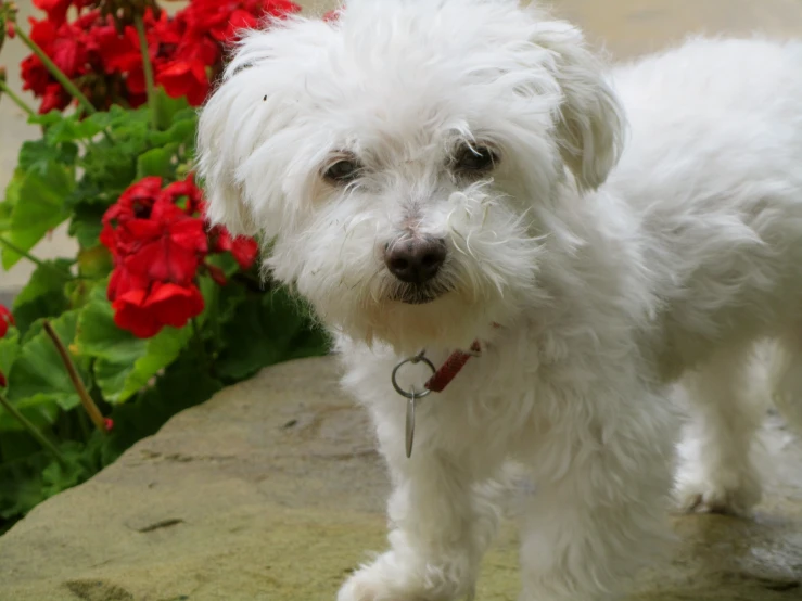 a little white dog standing by flowers