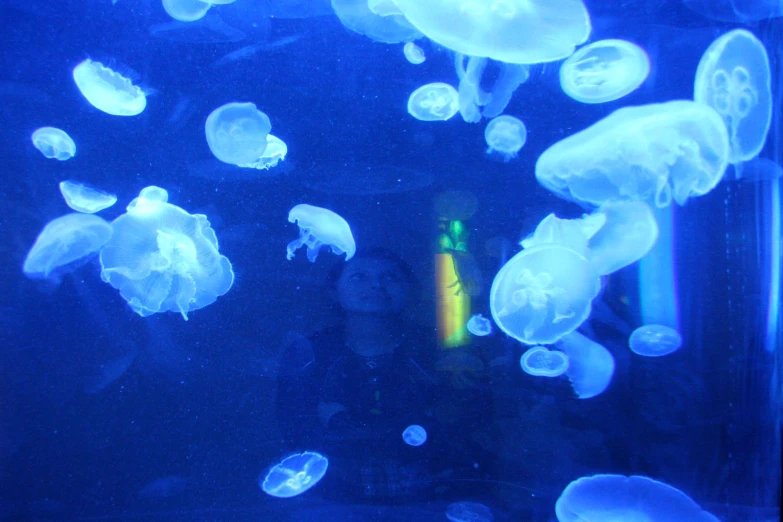 a man looking at jellyfish in a tank