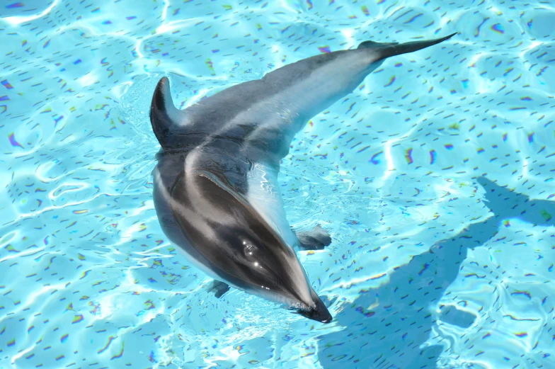 a dolphin swimming in an ocean pool with blue water