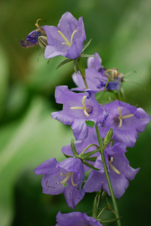 closeup po of purple flower with green background