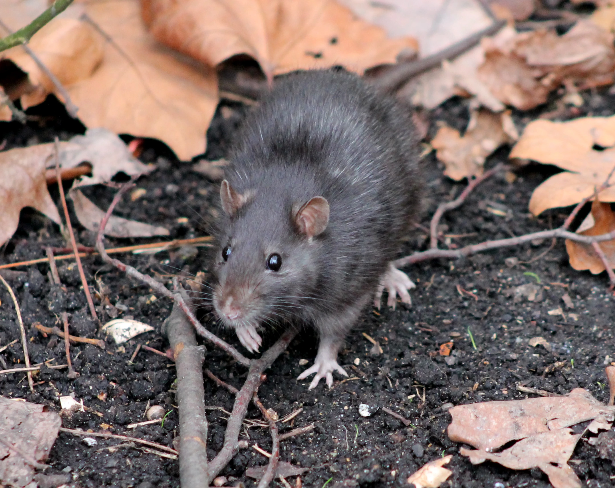 a rat that is standing on the ground