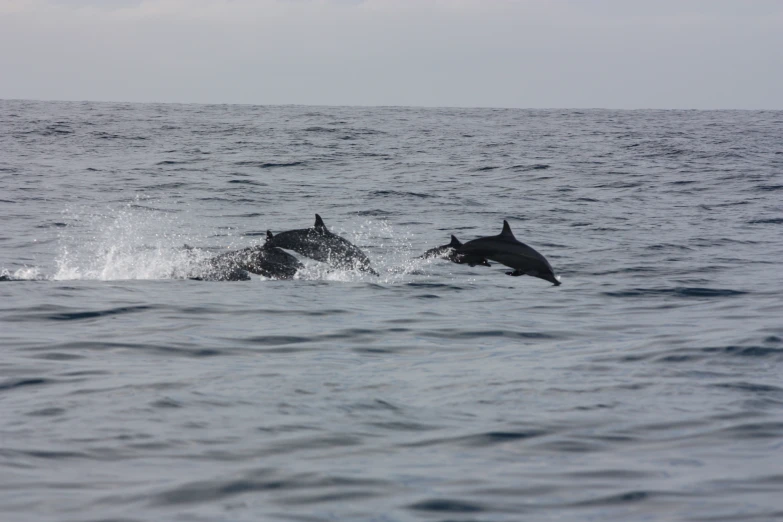 two dolphins play in the water near a boat