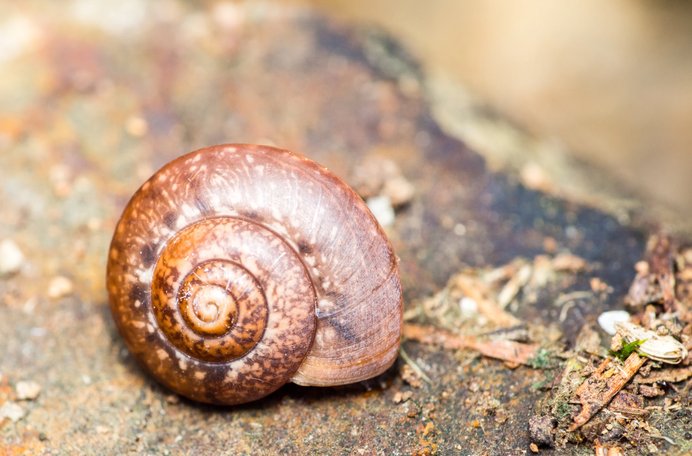 a snail with its shell sitting on the ground