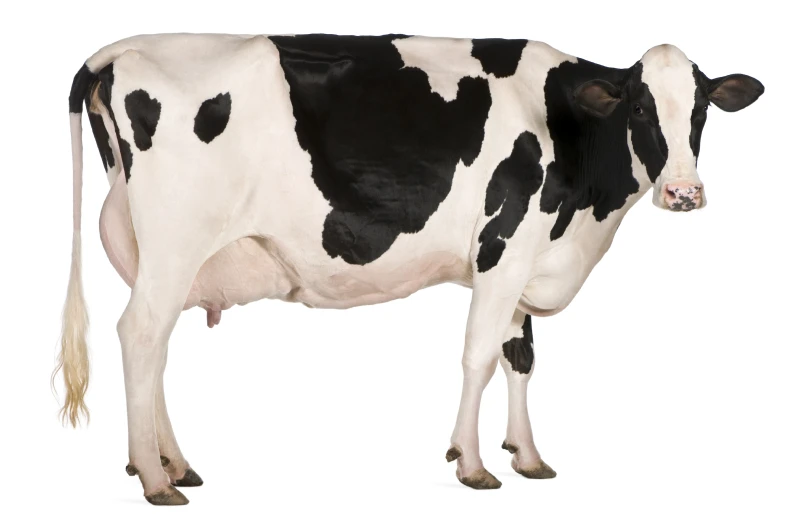 a black and white cow looking straight ahead