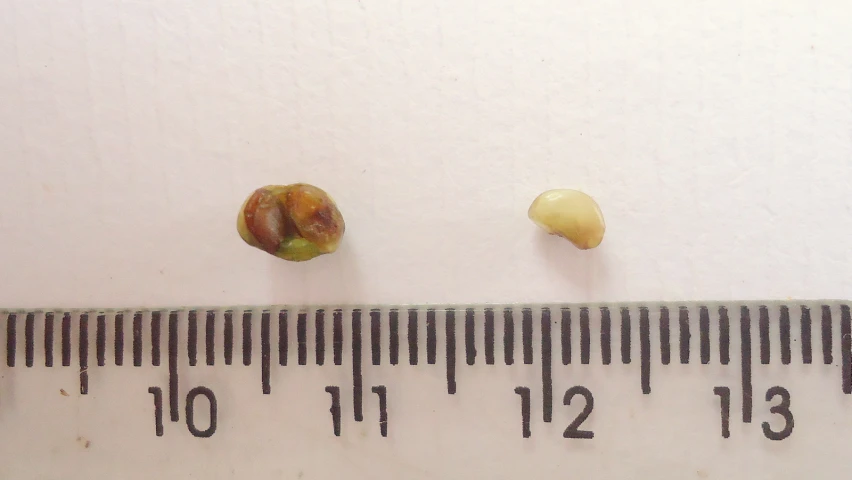 two fruits, each showing the size, are edible