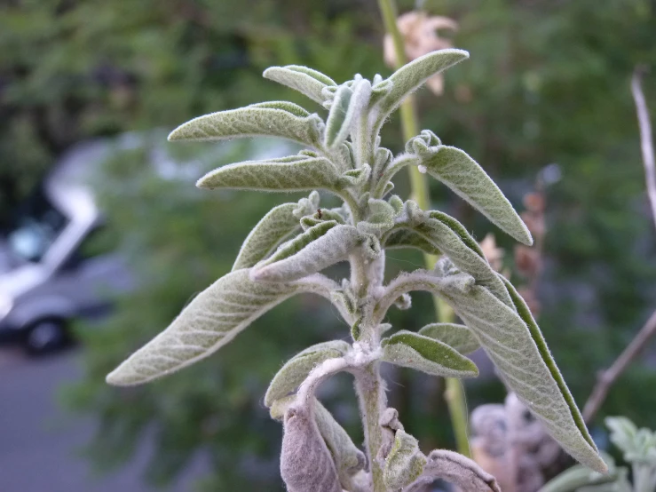 a leafless plant with white flowers near a parking lot