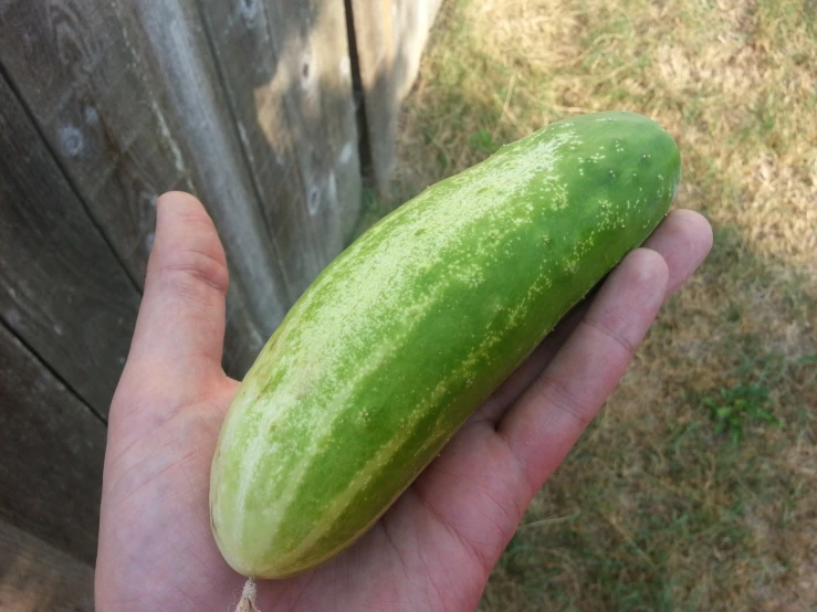a hand holding a cucumber next to a wooden fence