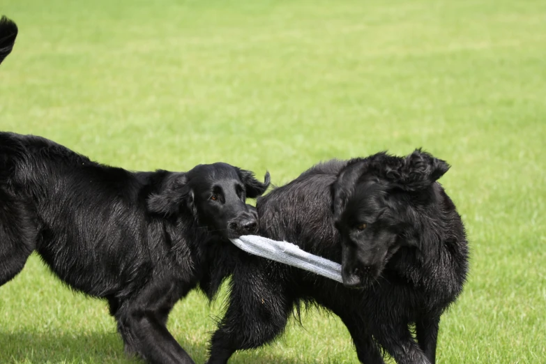 two dogs fighting over a frisbee in the grass