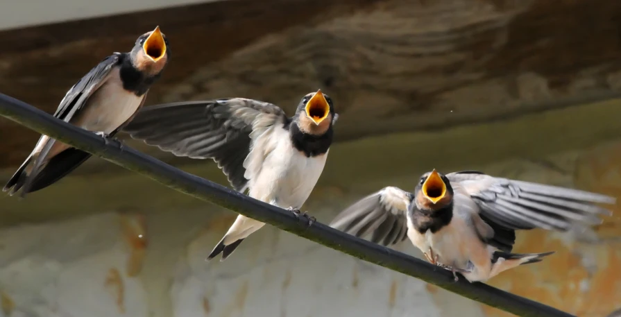 three birds are perched on top of a wire