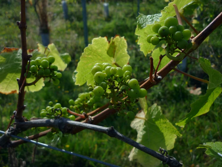 closeup of the nches and green leaves of an apple tree