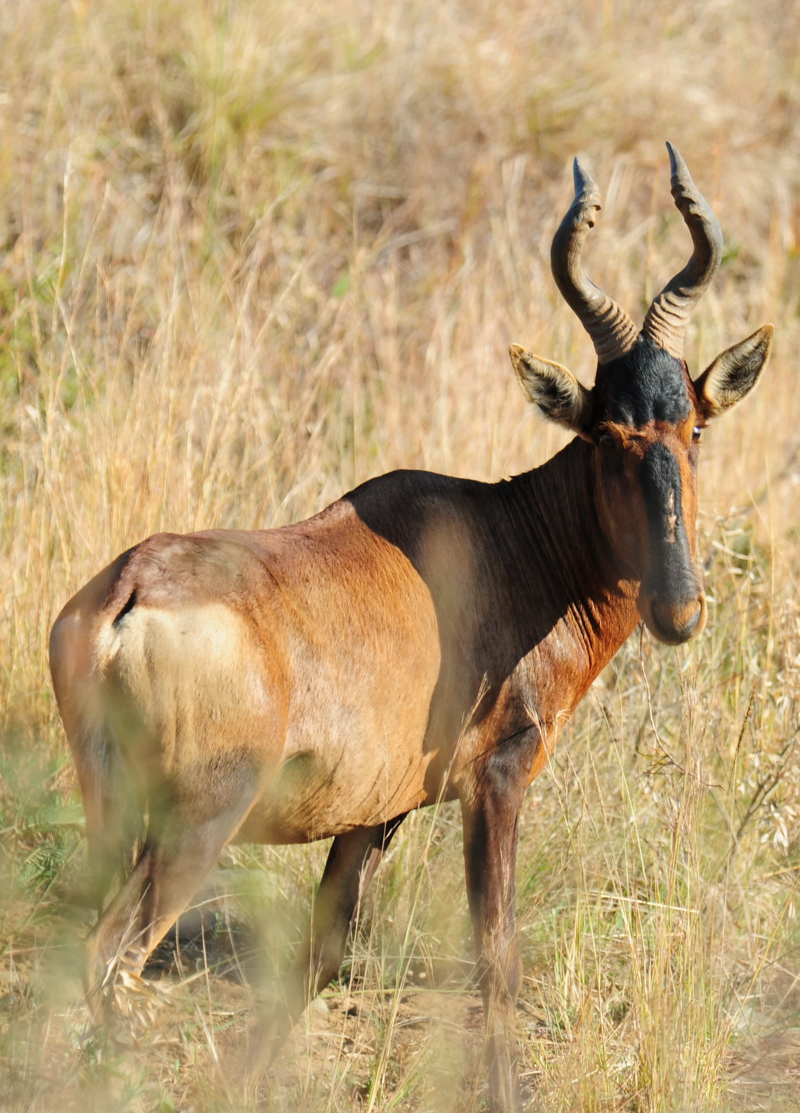 a brown and black bull stands in a field