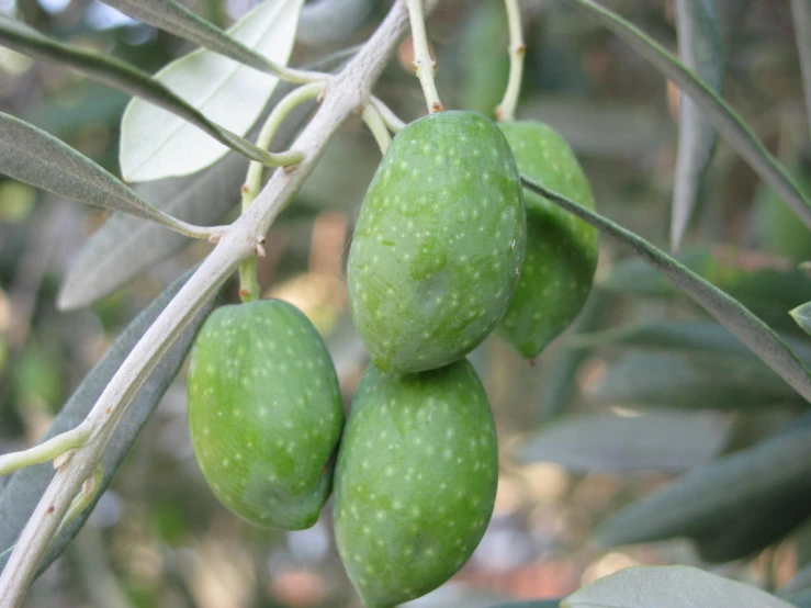 the fruits are green and unripe in color
