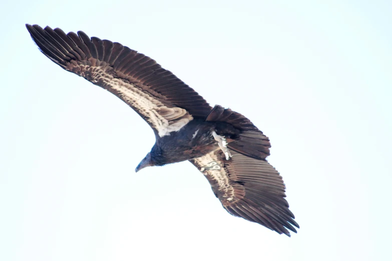 a bird in flight on a clear day