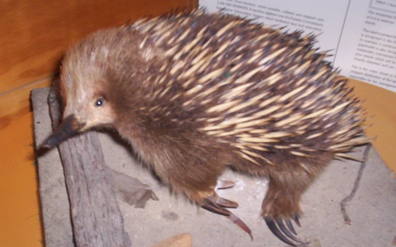 a small brown and white porcupine sitting on a piece of paper