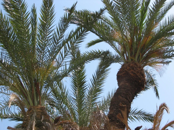 a group of palm trees under a clear blue sky