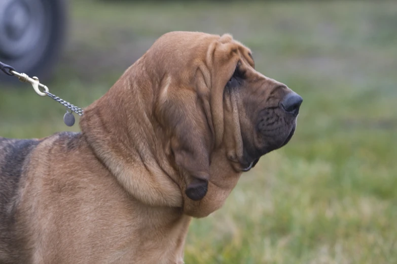 a large brown dog wearing a chain on it's collar