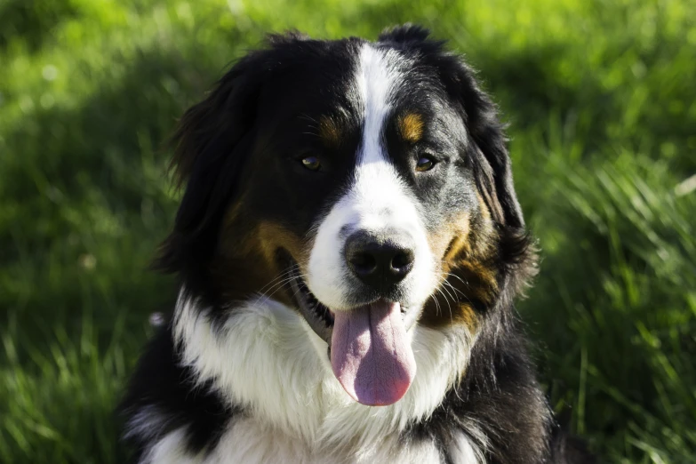 a black, brown, and white dog has its tongue hanging out