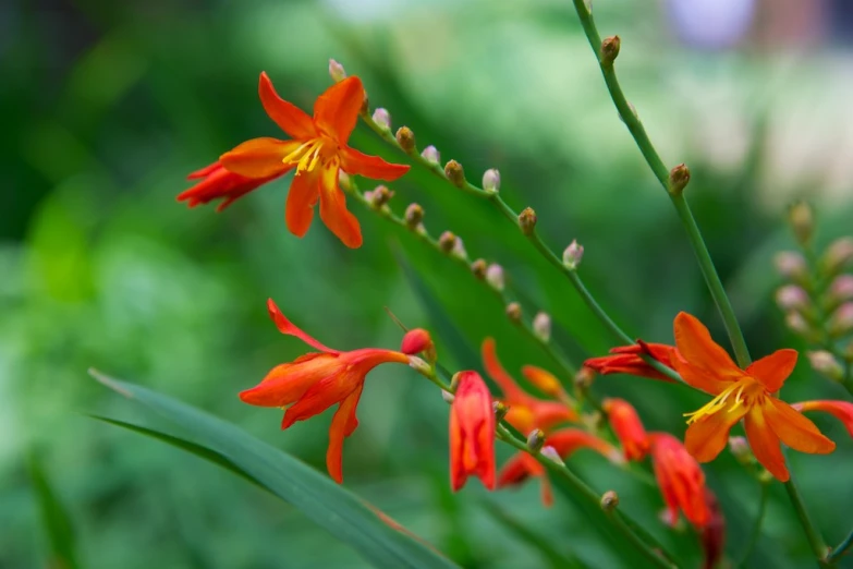 orange flowers with green stems in the background